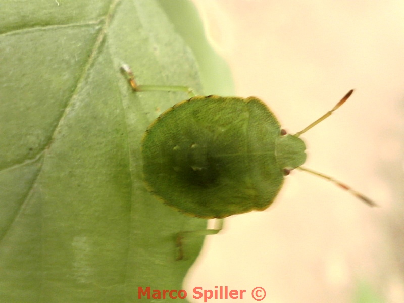 Palomena prasina - Ninfa ( foto e video )